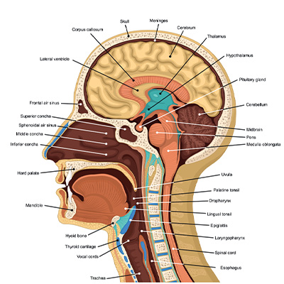 Anatomical view of the human head and neck.